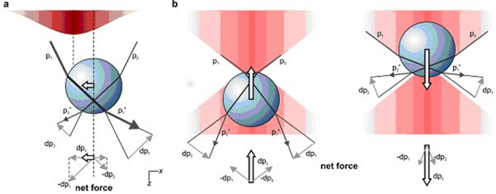 Diagram
                        illustrating optical tweezer beam process